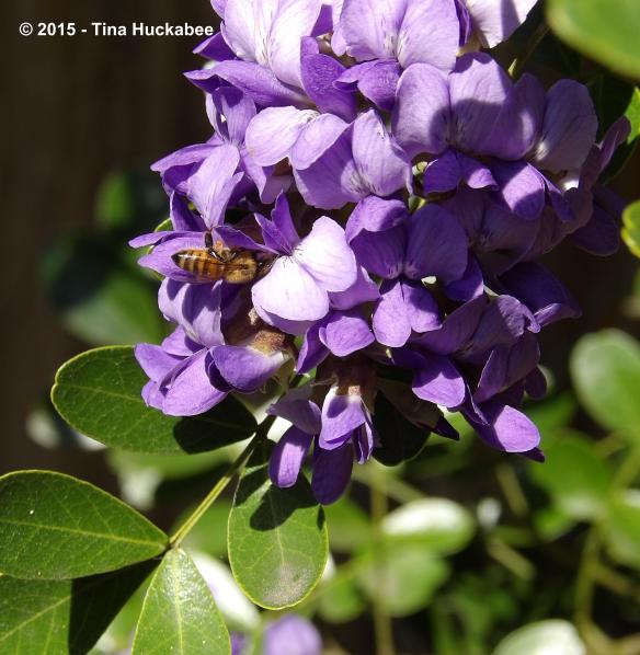 Honeybee working the blooms of a Sophora secundiflora, Texas Mountain Laurel.