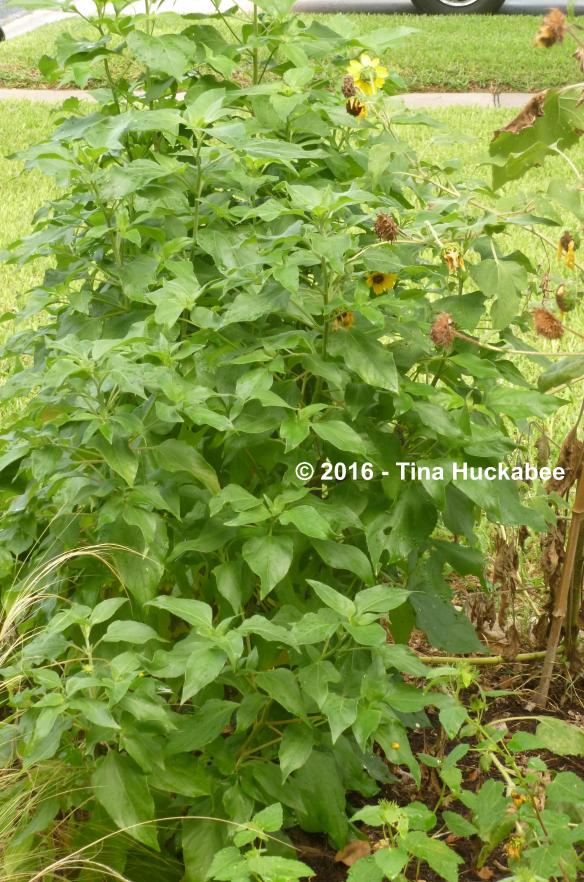 P1060038_cropped_2320x3507..new