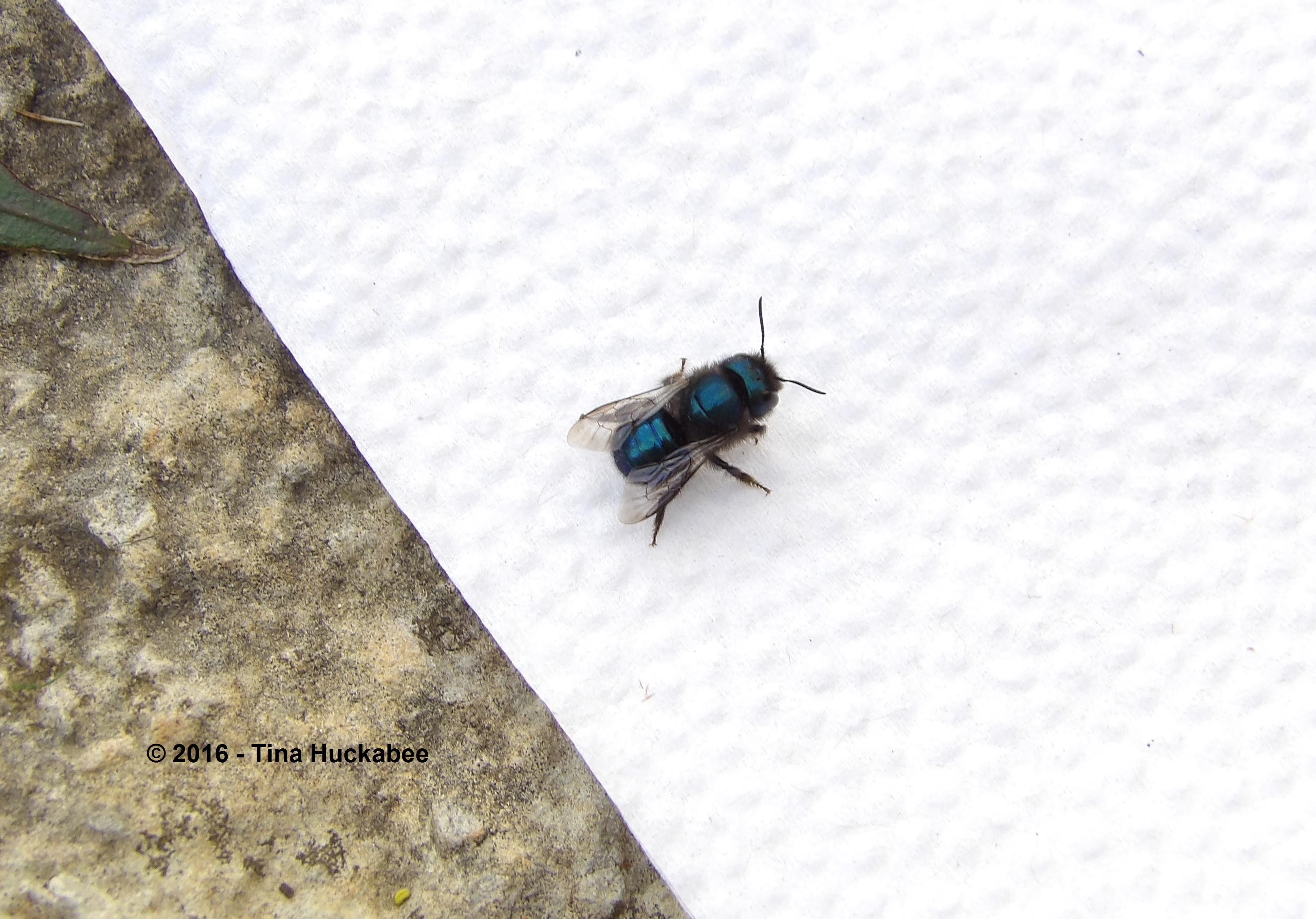 Wayward Osmia ribifloris rescued from my kitchen.