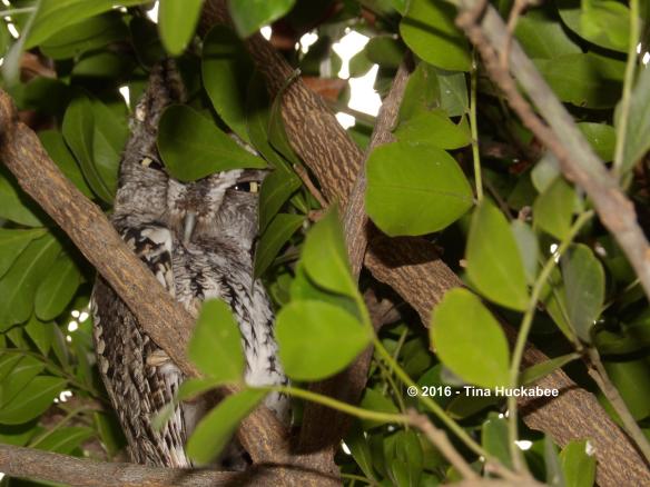 Daddy Screech Owl resting and watching in the Texas Mountain Laurel Tree.