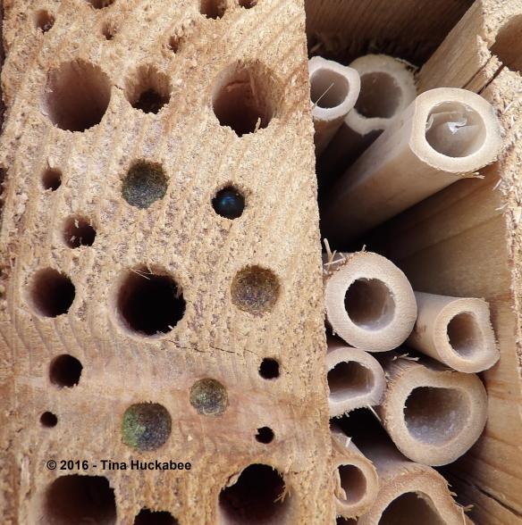 Some of the bee holes are filled providing protection and nourishment for the larvae.