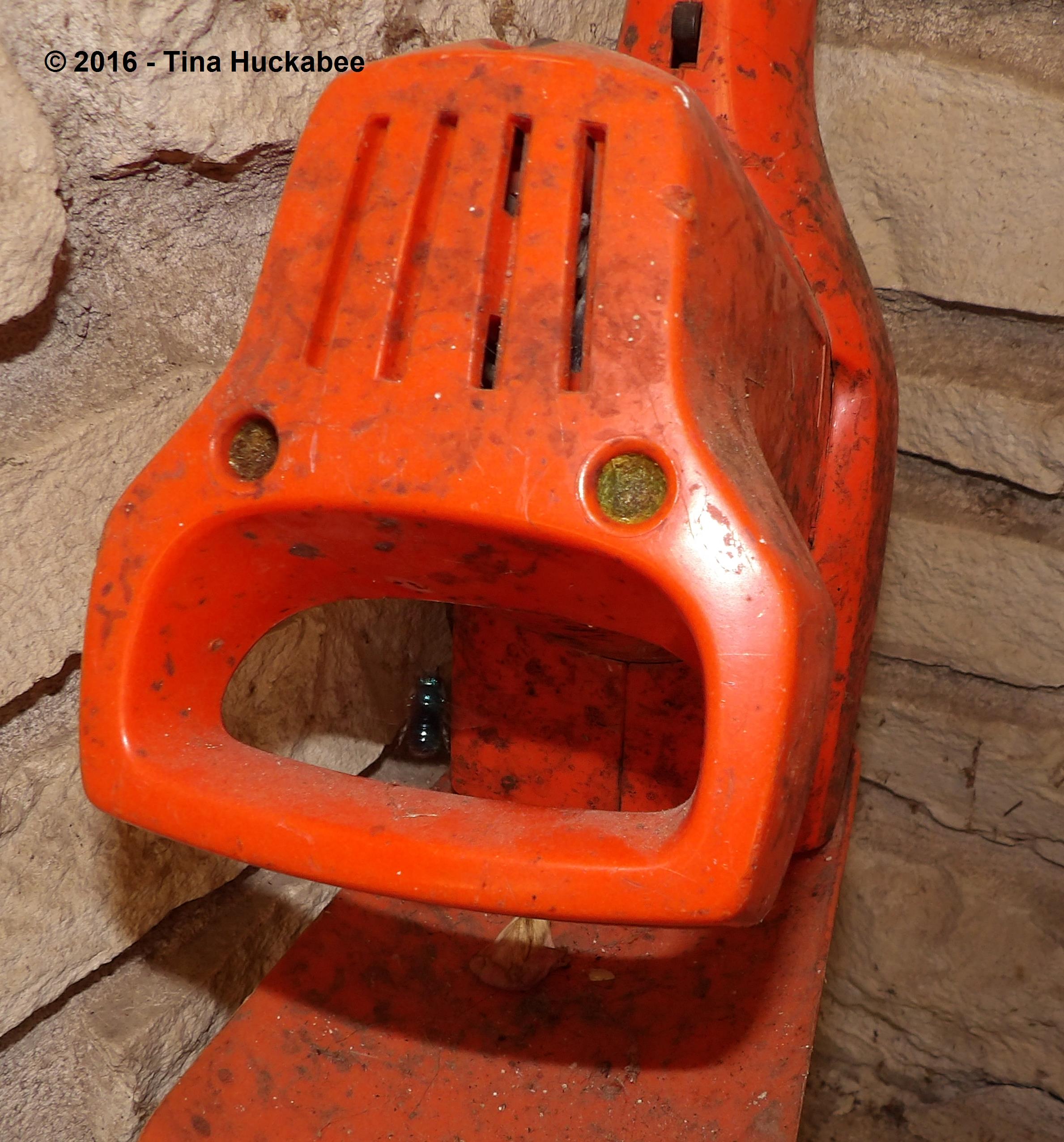 Osmia ribifloris searching for another nesting site.