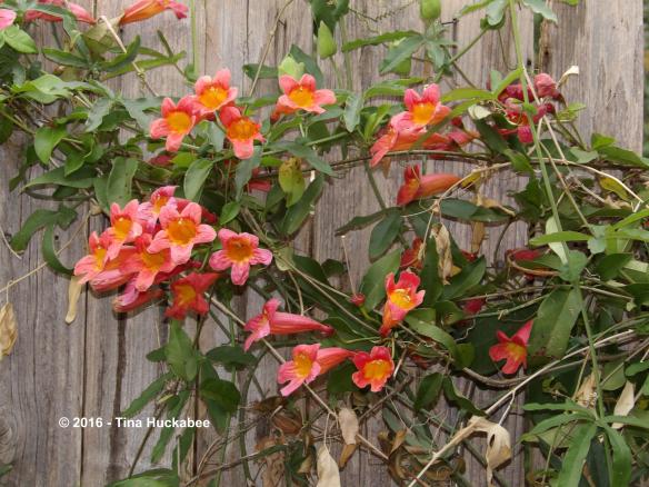 Crossvine (Bignonia capreolata) opens its tubular blooms