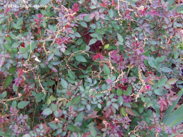 Catkins drape over a Martha Gonzales Rose bush.