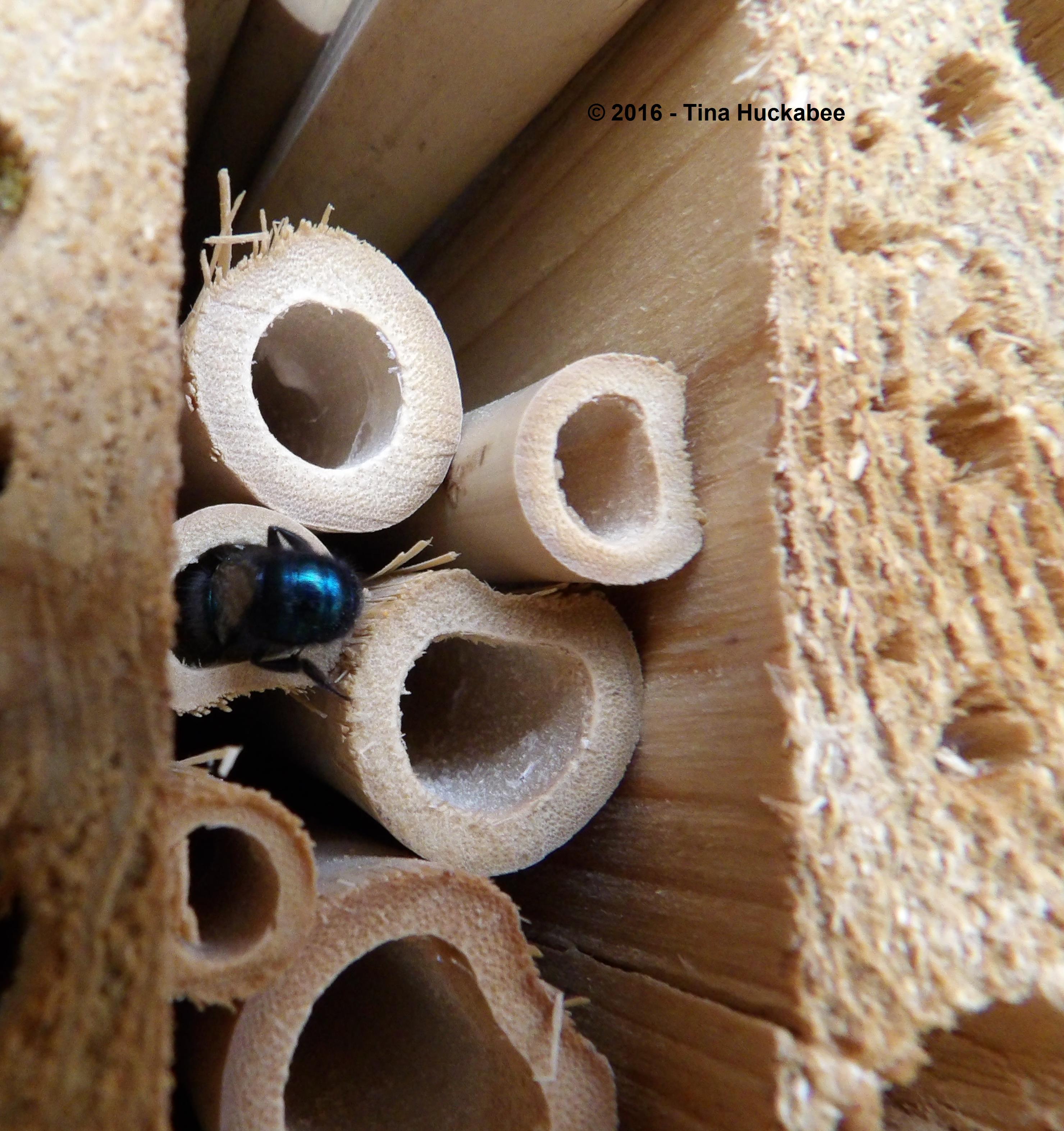 IMGP4953_cropped_2959x3144..new