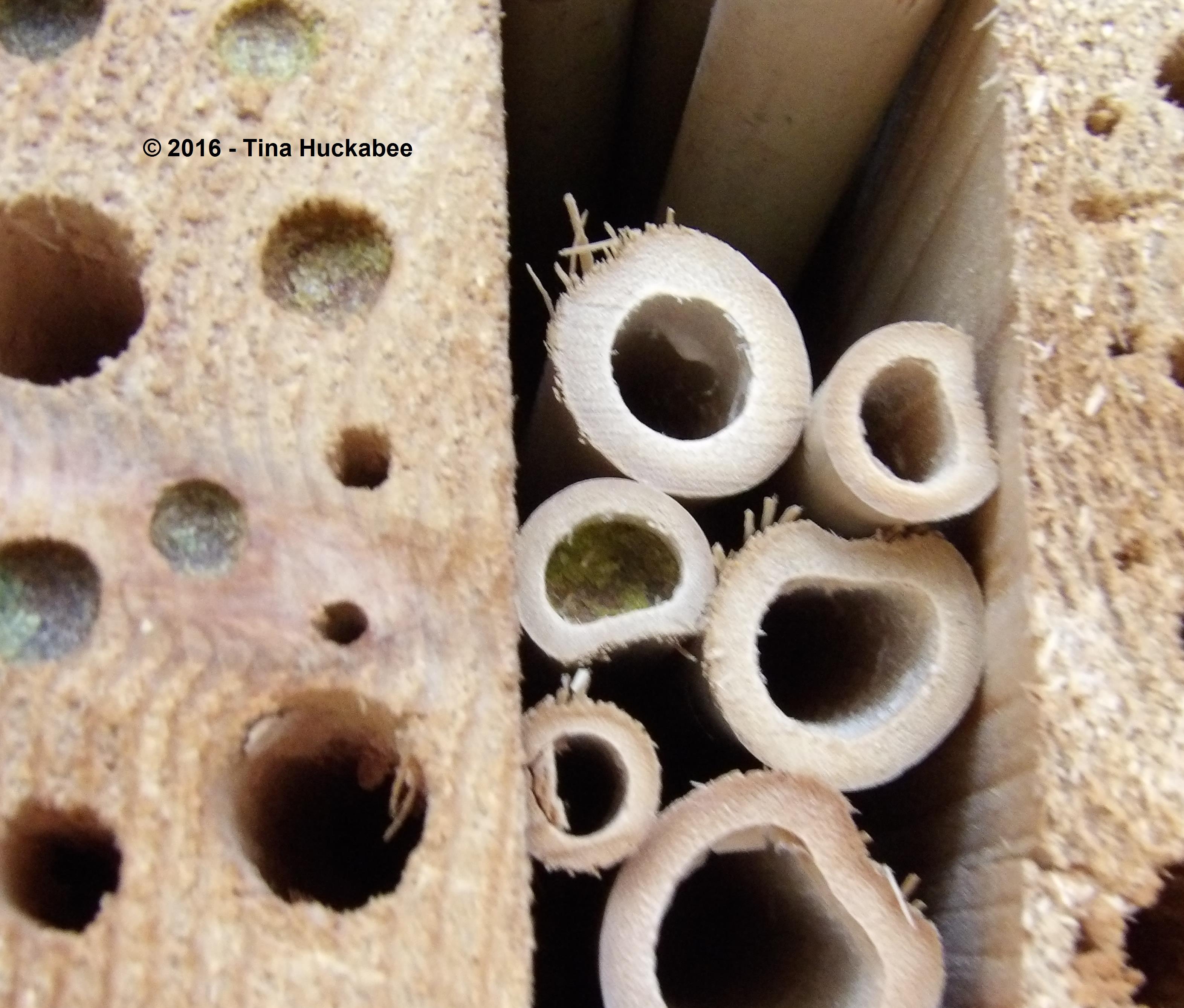 The bamboo hole was filled in one afternoon by the industrious bee.