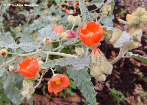 IMGP5044_cropped_4443x3180..new