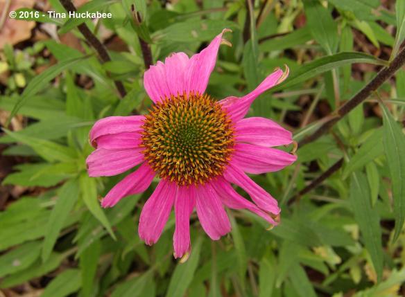 IMGP5050_cropped_4240x3116..new