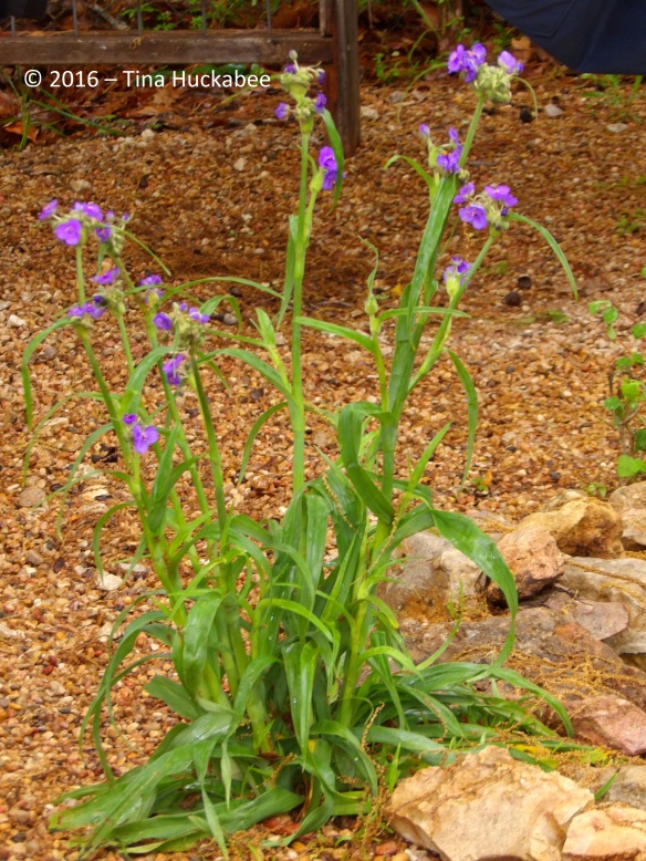 A self-seeded Spiderwort beside the pond. By late May, the bloom stalks will be pruned and by mid-summer, the foliage will wilt and the gardener will prune the foliage to the soil and toss in the compost bin.