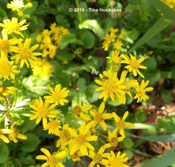 IMGP5174_cropped_3567x3414..new