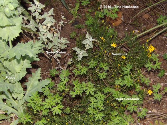 Tiny, dark green and fragrant leaves of Damianita, combine with soft, frilly poppy leaves, complement the ornate leaves of Wild Geranium.