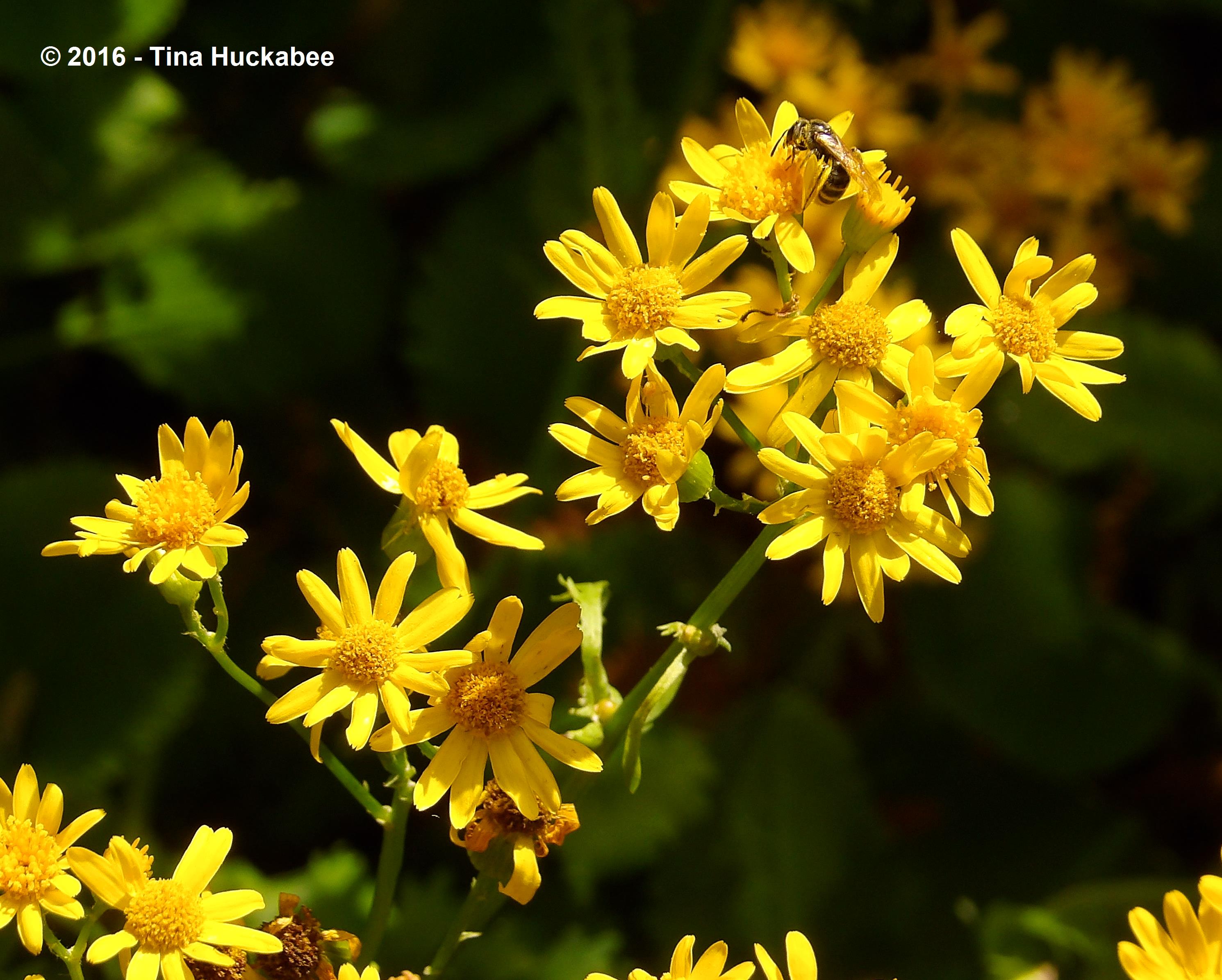 IMGP5380_cropped_2981x2391..new