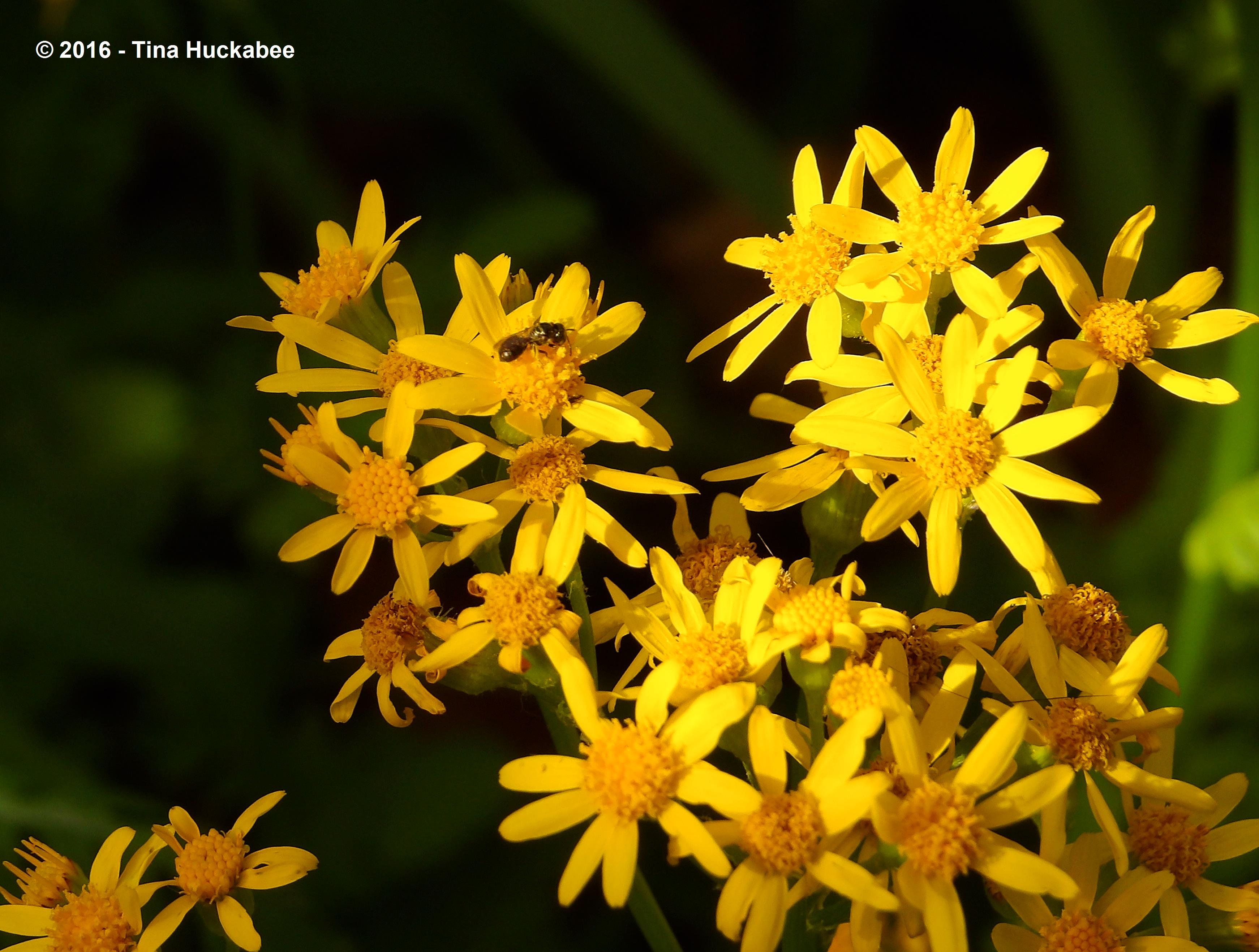 Small carpenter bee (Ceratina sp.)(?) at Golden Groundsel.