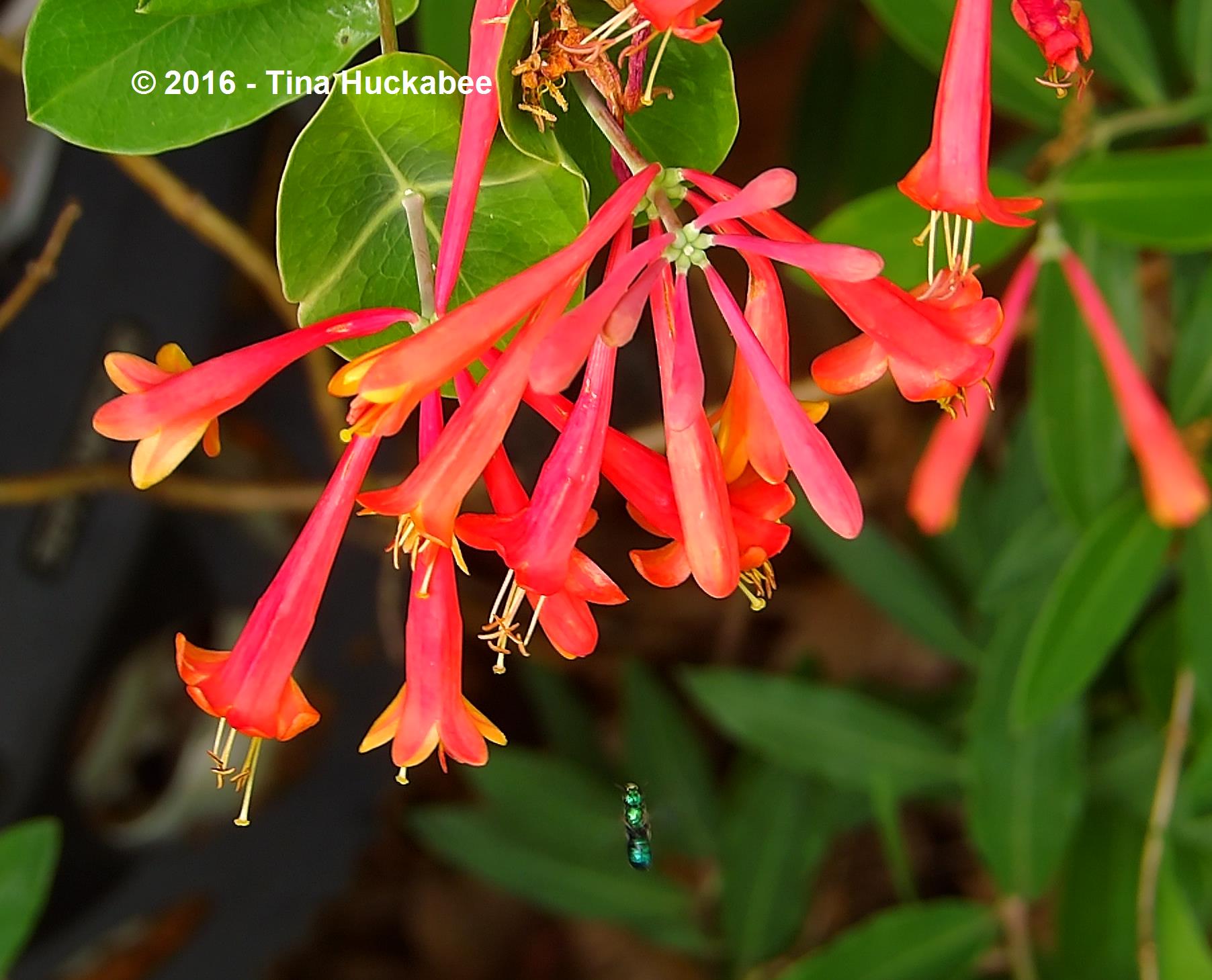 Sweat bee flying in for a bloom landing.