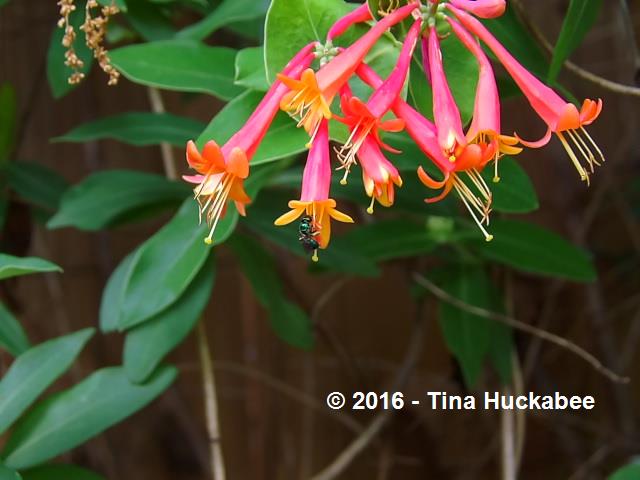 Sweat Bee (Augochloropsis metallica) at a Coral Honeysuckle bloom.