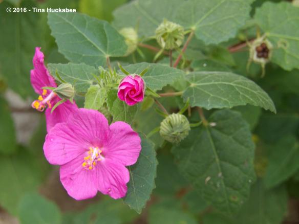 A native shrub with a long blooming cycle, Rock rose blooms from May to November. Best in sun, it also works well part-shade.