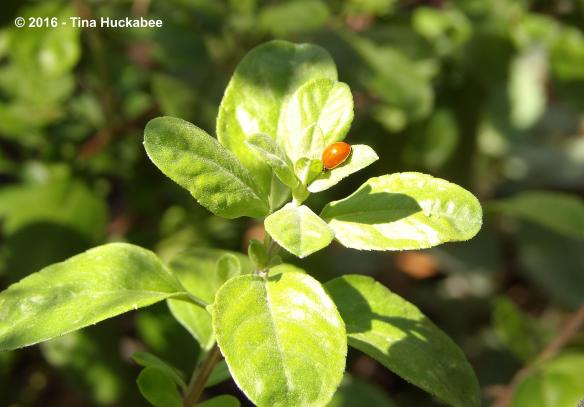 IMGP4783_cropped_3926x2742..new