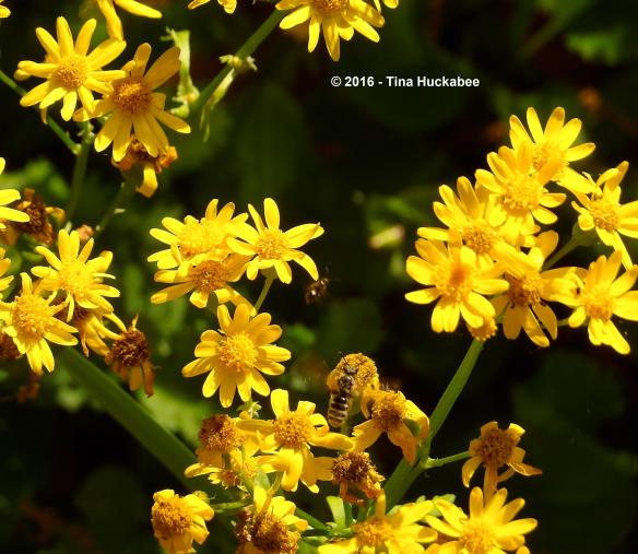 IMGP5372_cropped_3078x2677..new