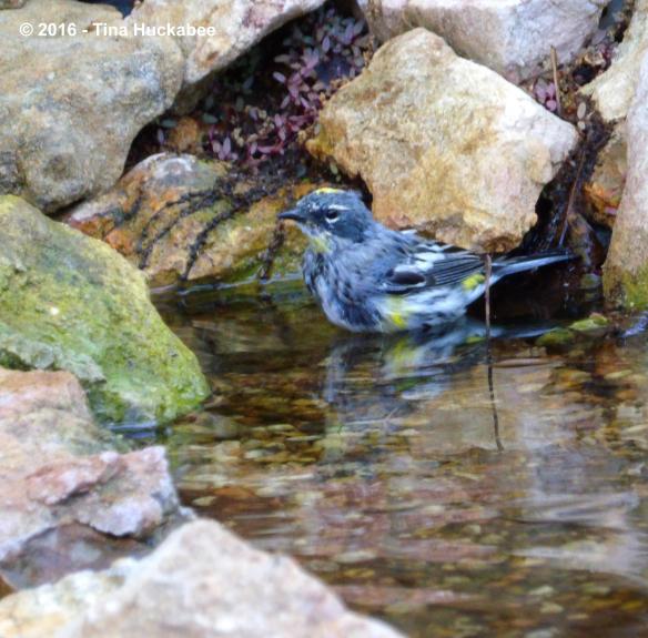 IMGP6467_cropped_3282x3236..new