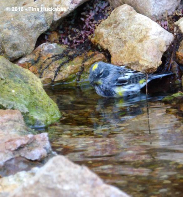 IMGP6472_cropped_3019x3254..new