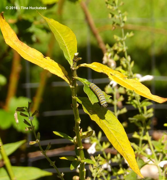 IMGP6478_cropped_2930x3156..new