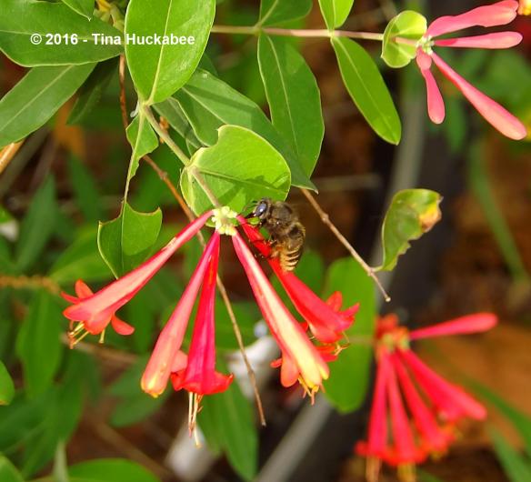 M0025565_cropped_1734x1575..new