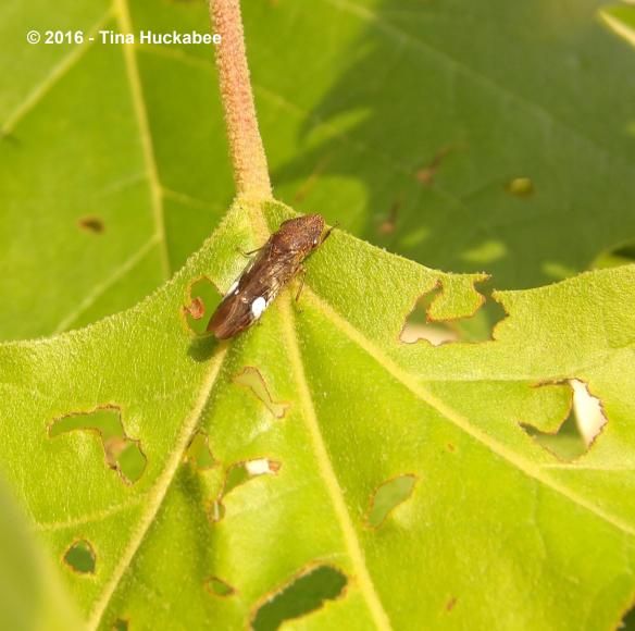 IMGP7912_cropped_2337x2322..new