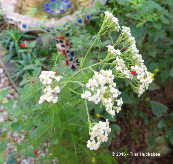 IMGP8627_cropped_3549x3363..new