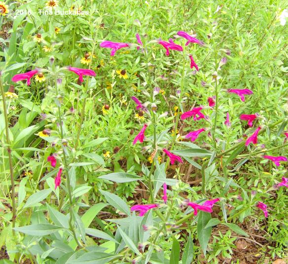 IMGP8631_cropped_3544x3250..new