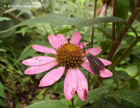 IMGP8449_cropped_3092x2400..new