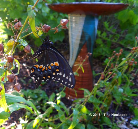 IMGP9104_cropped_3612x3400..new