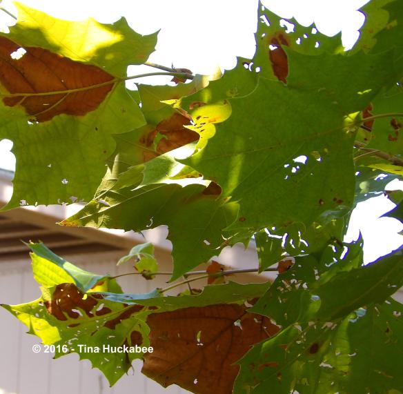 IMGP9119_cropped_3309x3240..new