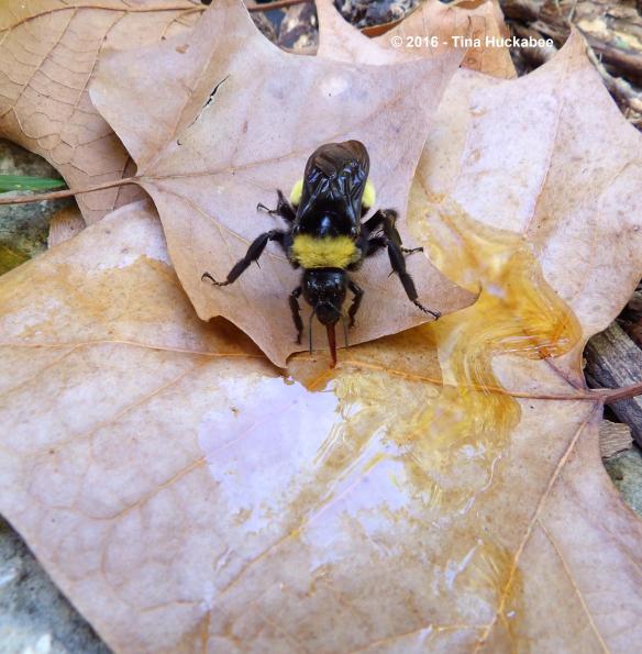 imgp9438_cropped_2838x2894-new