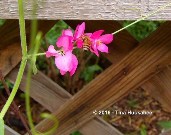 imgp9745_cropped_2889x2281-new