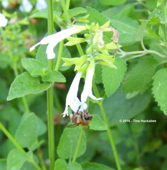 imgp9801_cropped_2442x2496-new