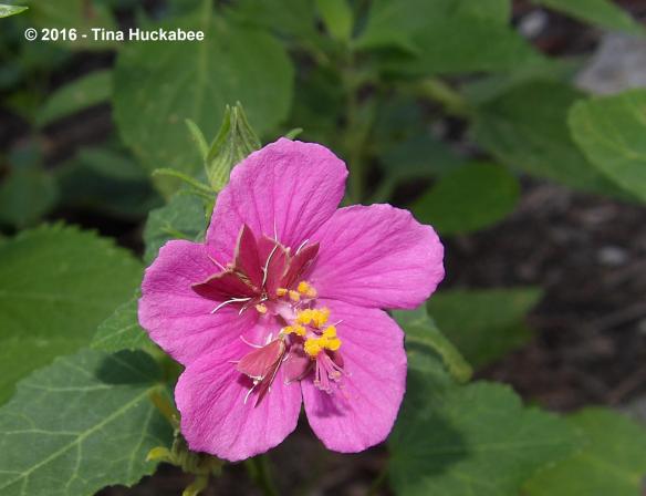 imgp0088_cropped_2580x1982-new