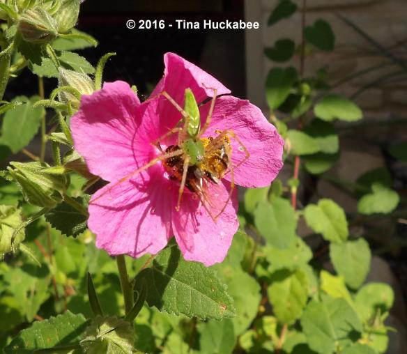 imgp0115_cropped_2194x1912-new