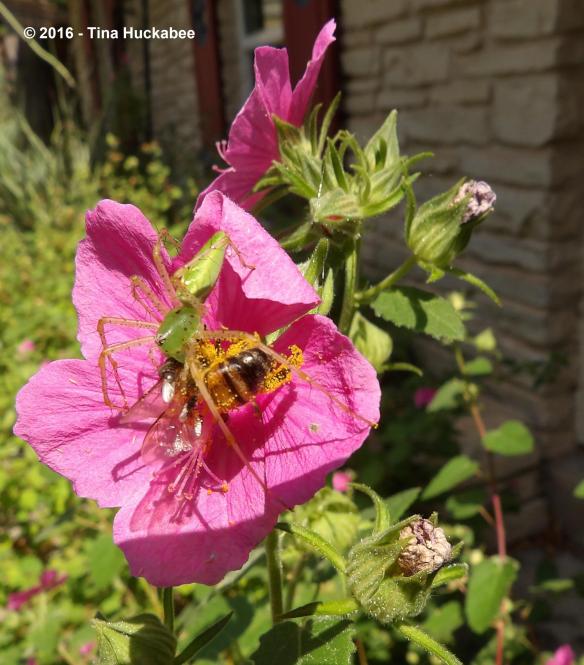 imgp0117_cropped_2442x2783-new