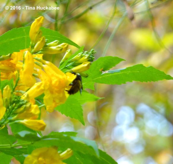 imgp0154_cropped_3411x3222-new