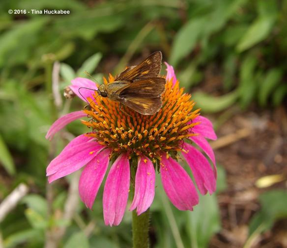 imgp0181_cropped_3359x2913-new