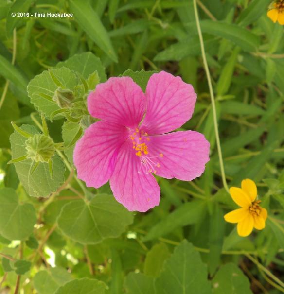 imgp9666_cropped_2479x2571-new