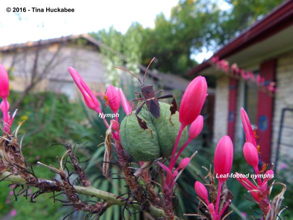 imgp9795-new-new-new